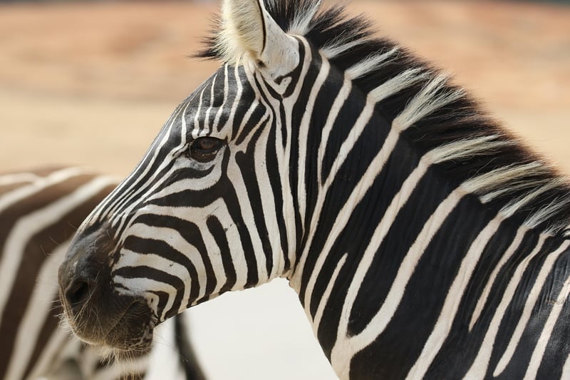 Safari Adventure